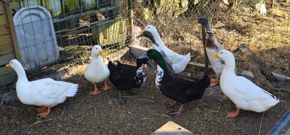 Kaczki Staropolskie