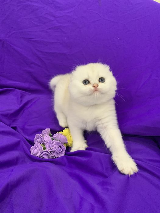 Класнючий мачо ! Вязка