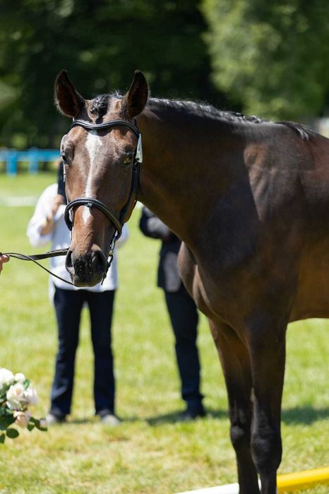 Wysoki, przyszłościowy ogier małopolski.