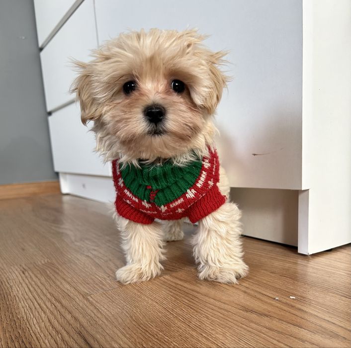 Maltipoo piesek.