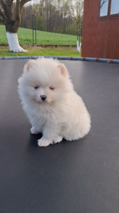 Szpic miniaturowy Pomeranian
