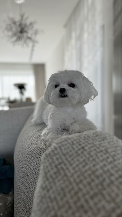 Вʼязка мальтезе