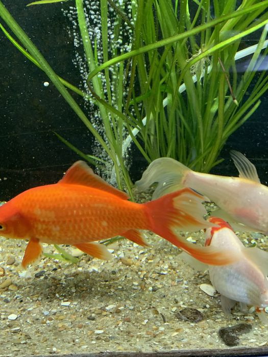 Peixes cometas veu agua fria