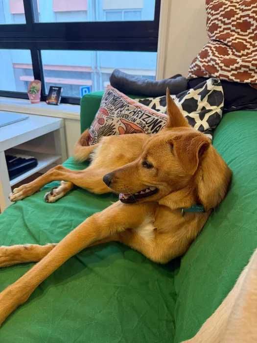 cão para adoção responsável