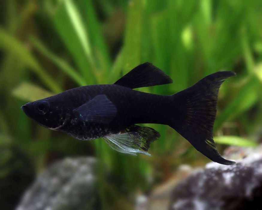 Poecilia sphenops black lyra -  molinezja lirowa czarna