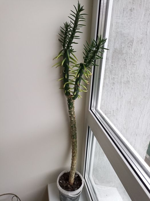 Аустроціліндропунція, невибаглива рослина