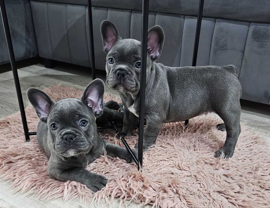 Голубые щенки французского бульдога с голубыми глазами! Вакцинированы