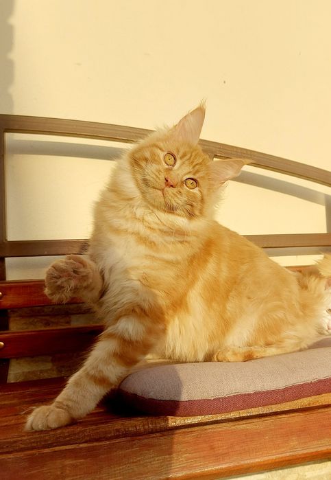 Велетні Мейн-кун