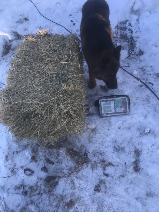 Сіно люцерни,польове