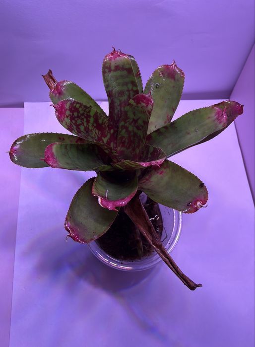 Neoregelia wild tiger terrarium