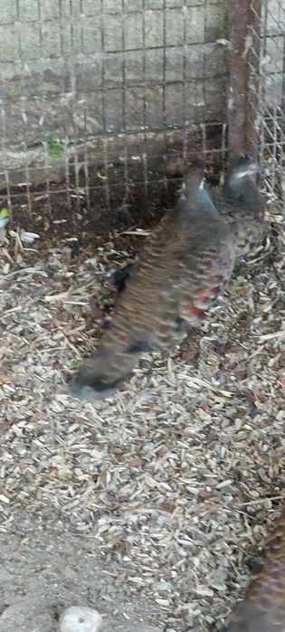 Gołębie miedzianoskrzydłe