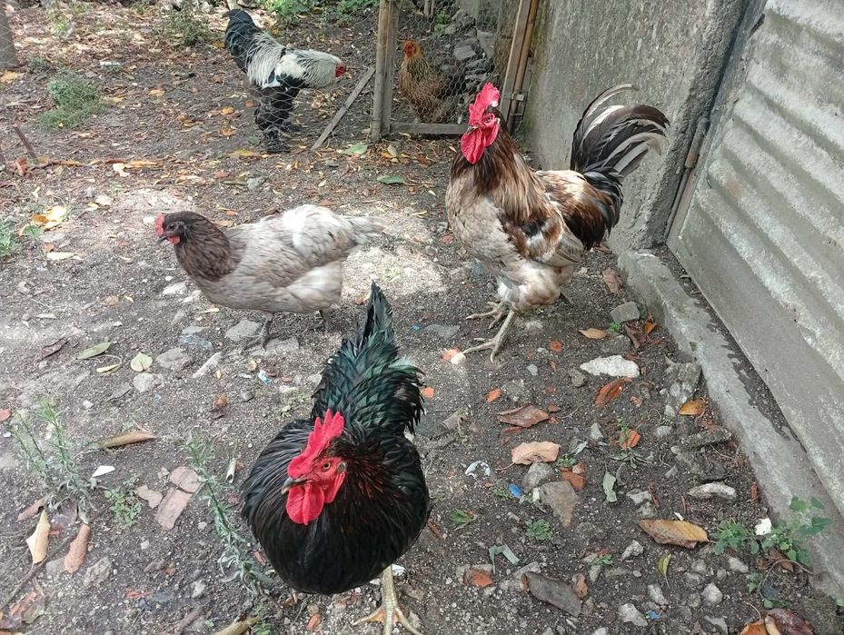 ovos galados de Jersey Gigante e de Cara de Palhaço