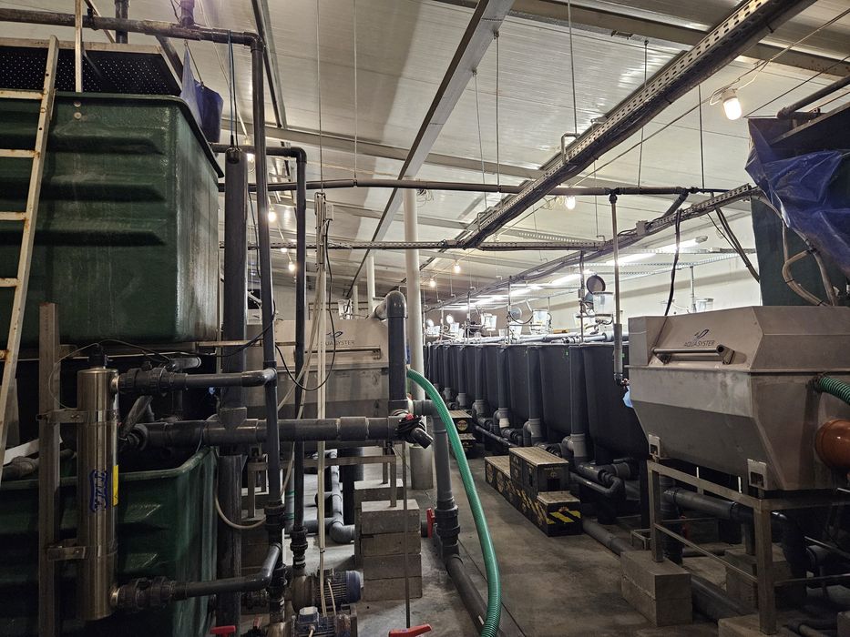 Układ do hodowli Ryb RAS, Sandacz, Sum, okoń, itp