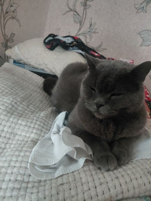 Мей-кун, Коне-корса, Алабай