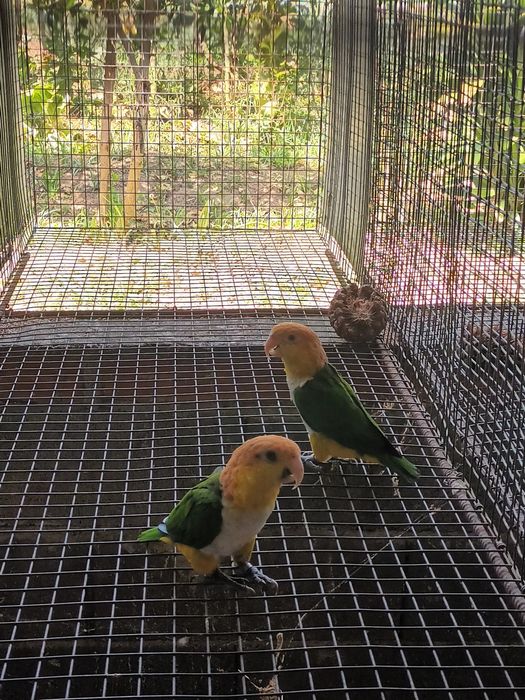 Marianinhas cabeca canela adulta macho