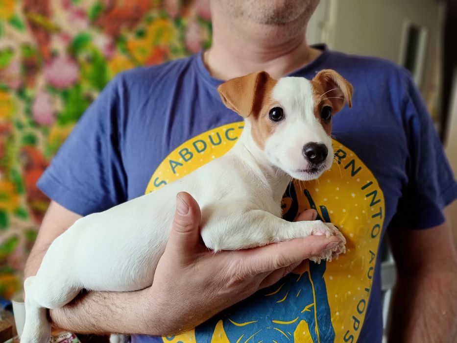 Джек Рассел Терьер