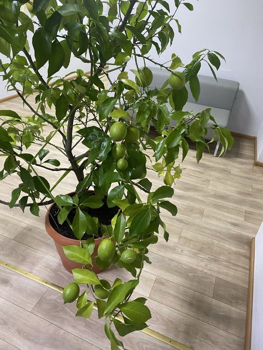 Лимон кімнатний, цитрусові