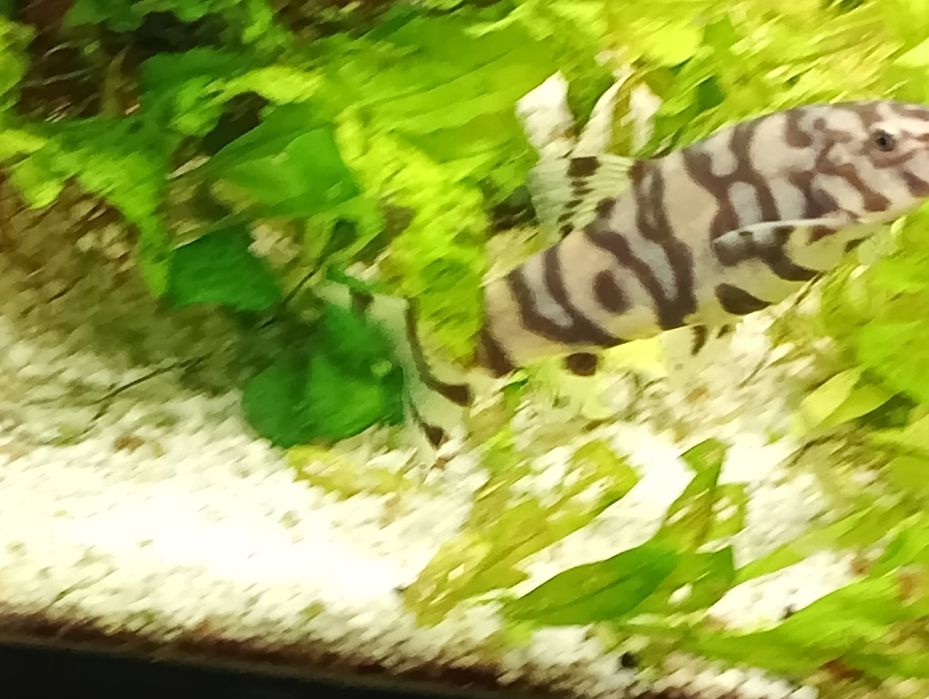 Peixe botia lohachata