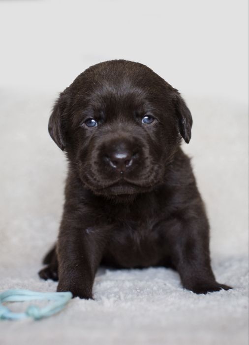 Labrador Retriever pies