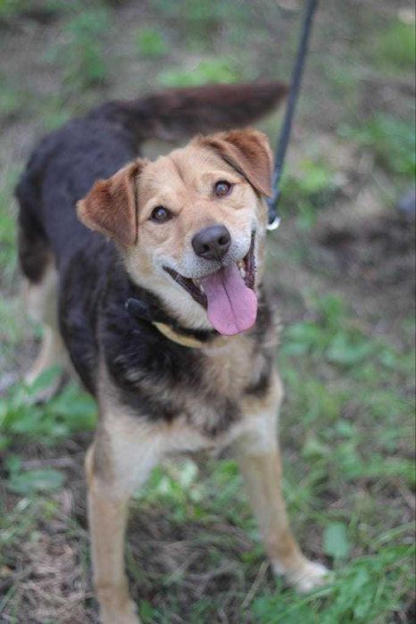 kochany, przyjazny, łagodny pies marzy o domu