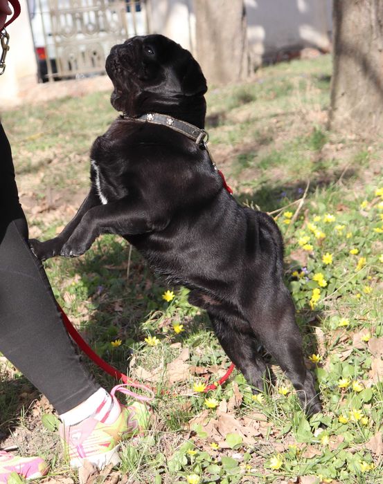 Черный мопсик КСУ