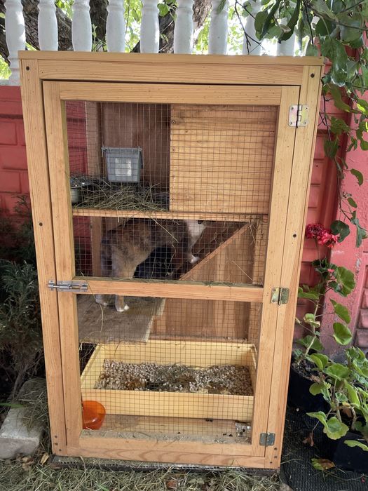 Продам двух декоративных кроликов с клеткой