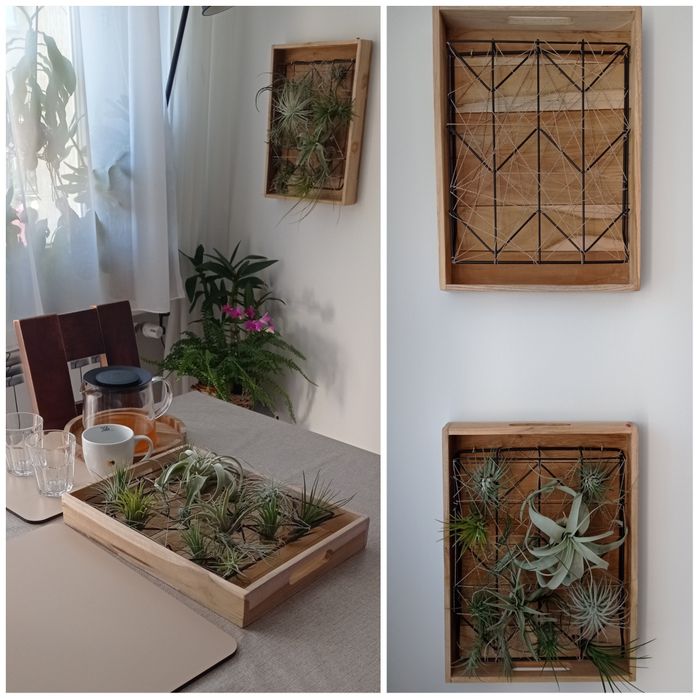 Stojak, taca, kwietnik, żywy obraz, holder, tillandsia, airplants.
