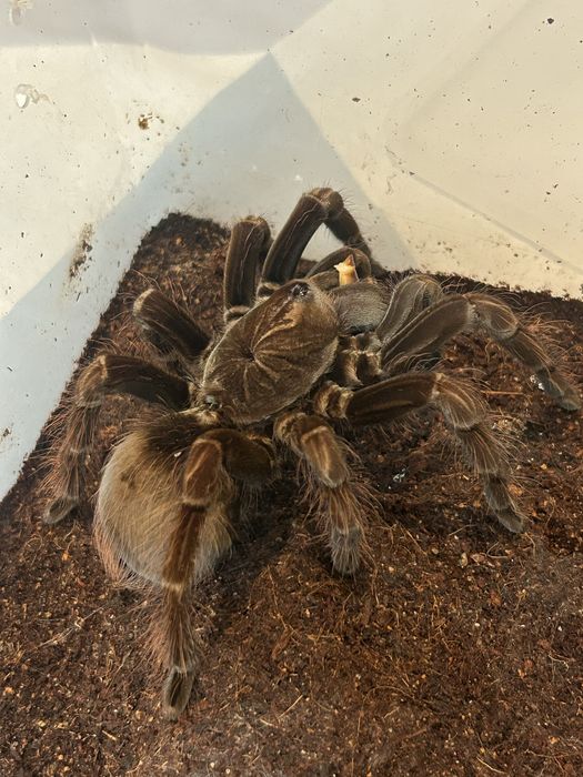 Pamphobeteus platyomma prasznik