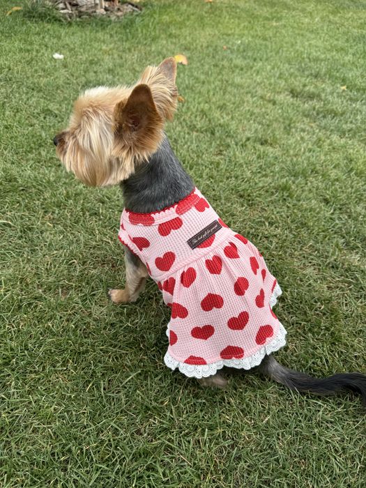 Одяг для собачки