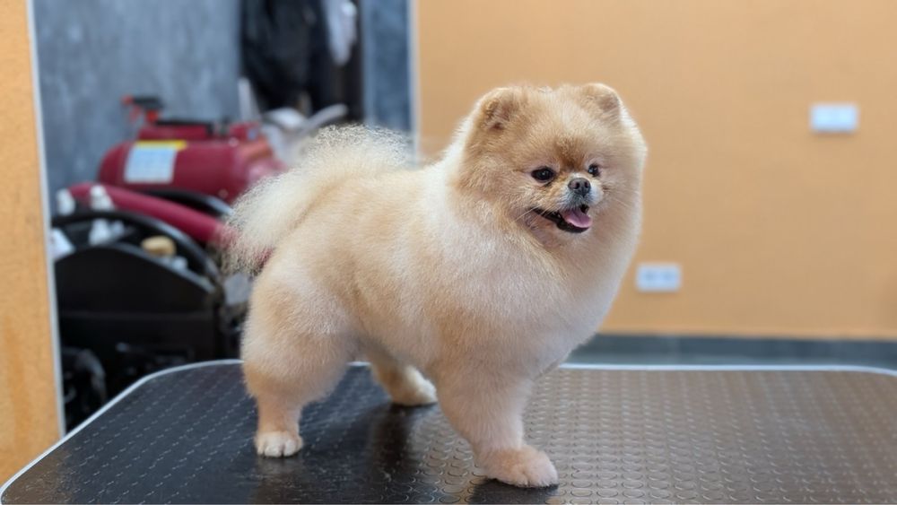 Продам Померанского шпица