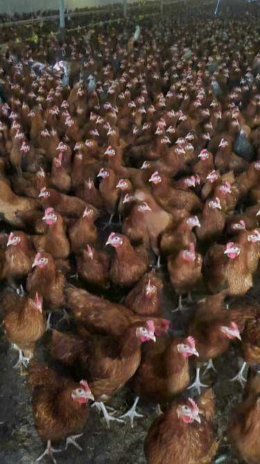Kury nioski młode Rosa Leghorn Tetra Dominant z wolnego wybiegu Dowóz