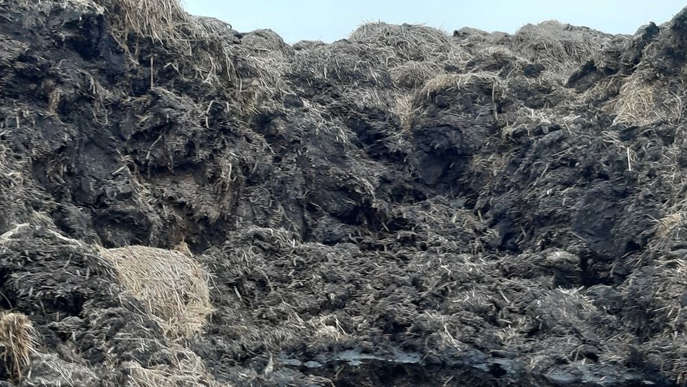 Obornik bydlęcy ok 500 TON Załadunek