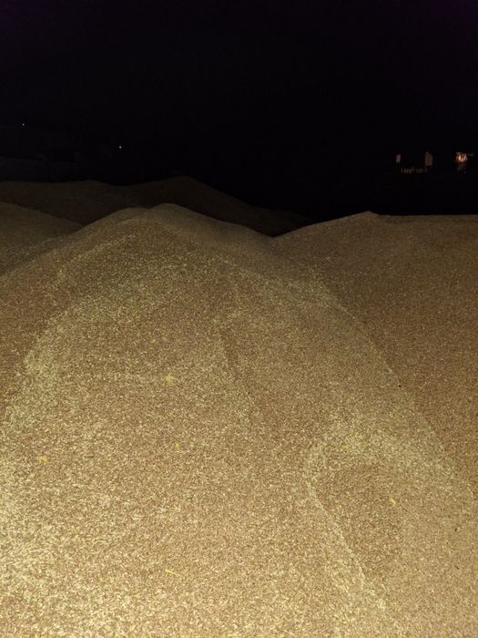 Продам зерно пшениці 9 гр.