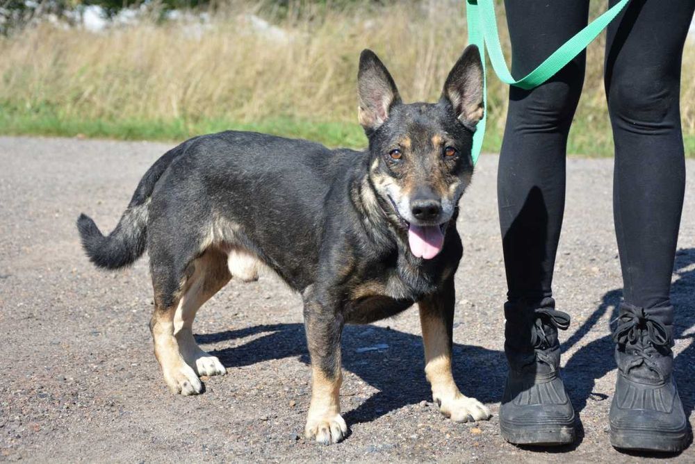 Master spokojny, zrównoważony nieduży piesek pilnie potrzebuje domu