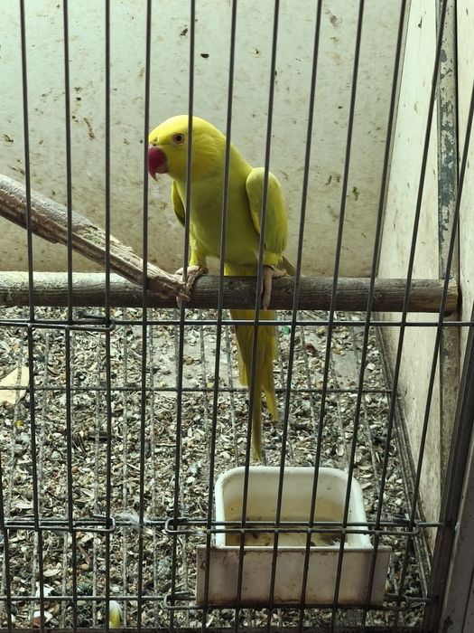 Rosela, pyrruras, ring necks