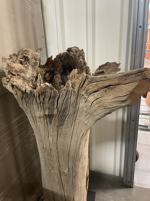 Tronco decorativo do mercadores de memorias