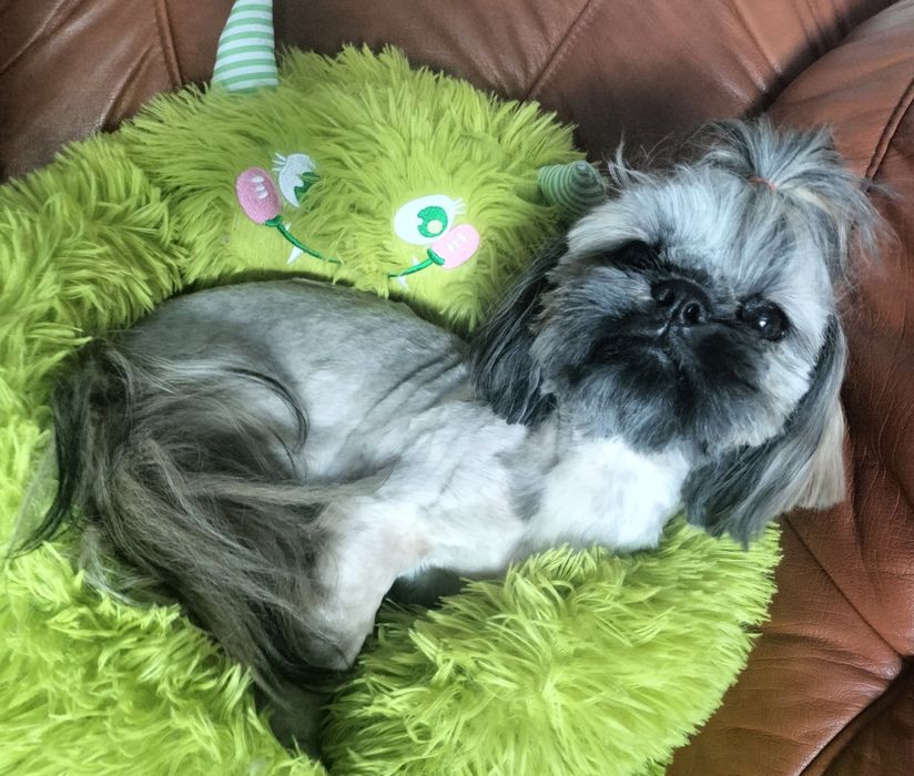 Shih tzu piesek FCI