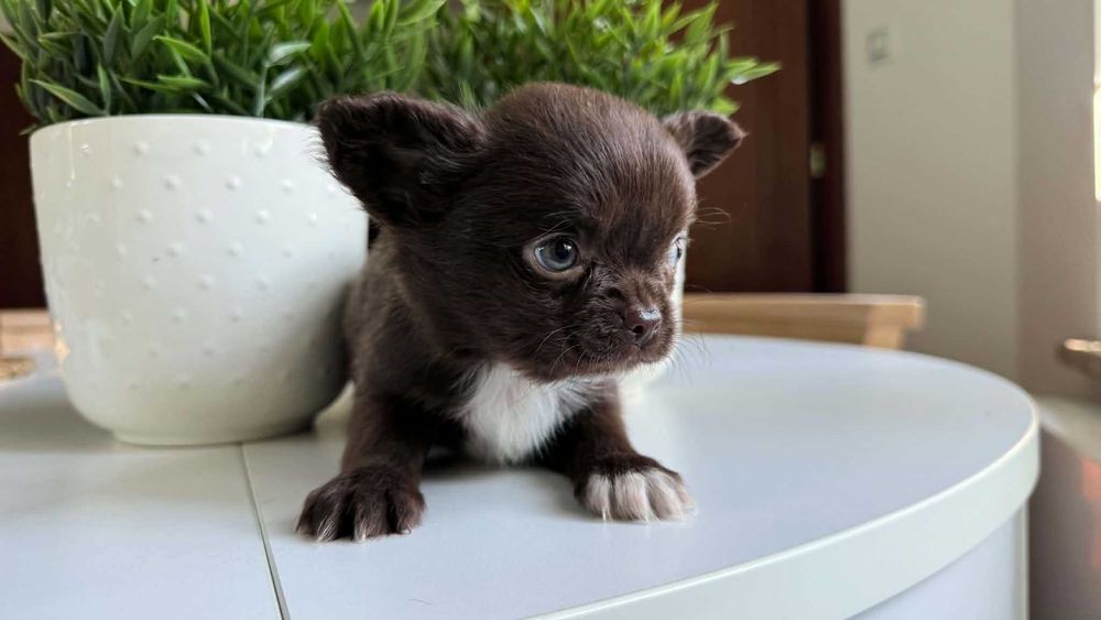 Chłopczyk Czekoladowy Chihuahua Mini 1,8kg z Rodowodem Chipem Max