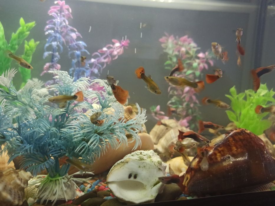 Акваріумні рибки Гуппі