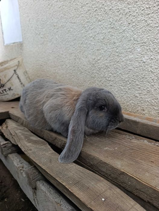 Кролики французький баран