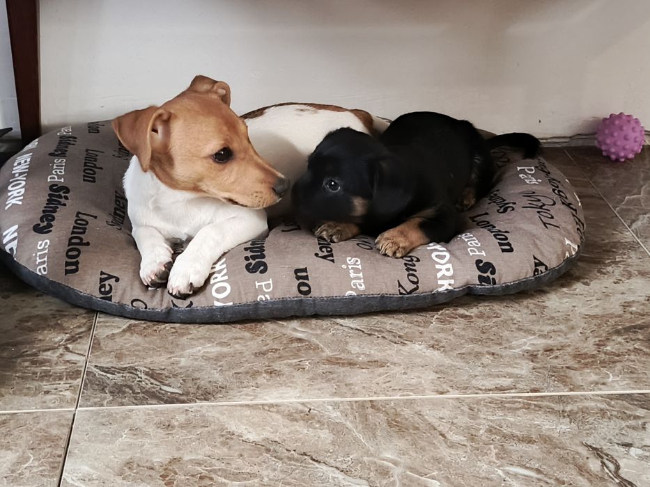 Перетримка тварин