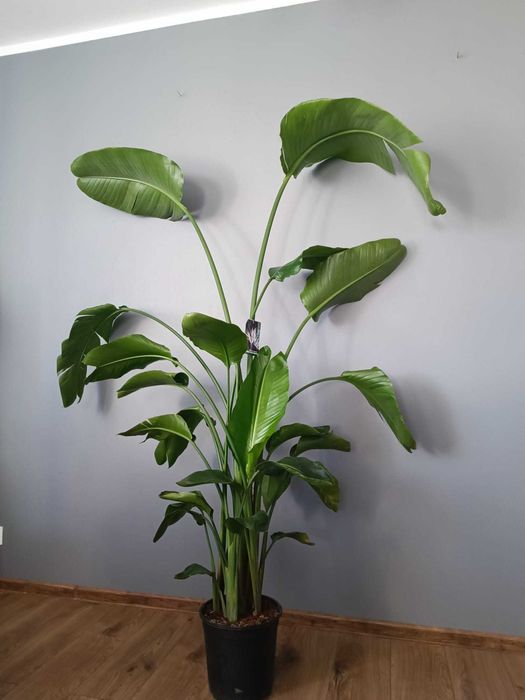 Kwiat doniczkowy Strelitzia Nicolai Strelicja Biała 5 pędów 200 cm