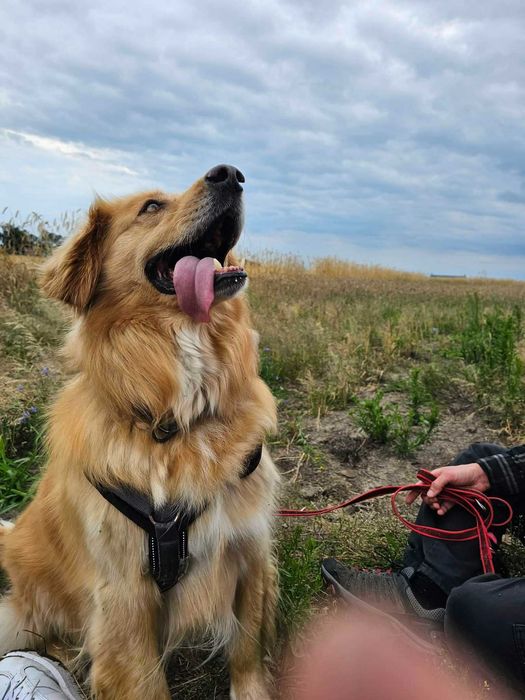 5 letni w typie goldena, adoptuj i spraw by był szczęśliwy.
