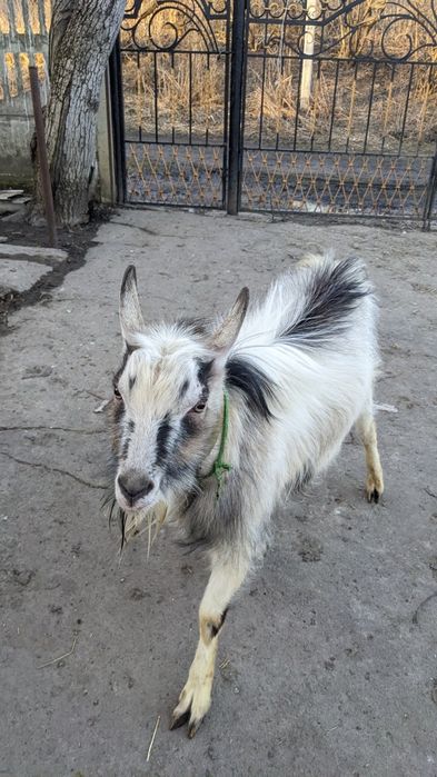 Козел, Цап 1рік .