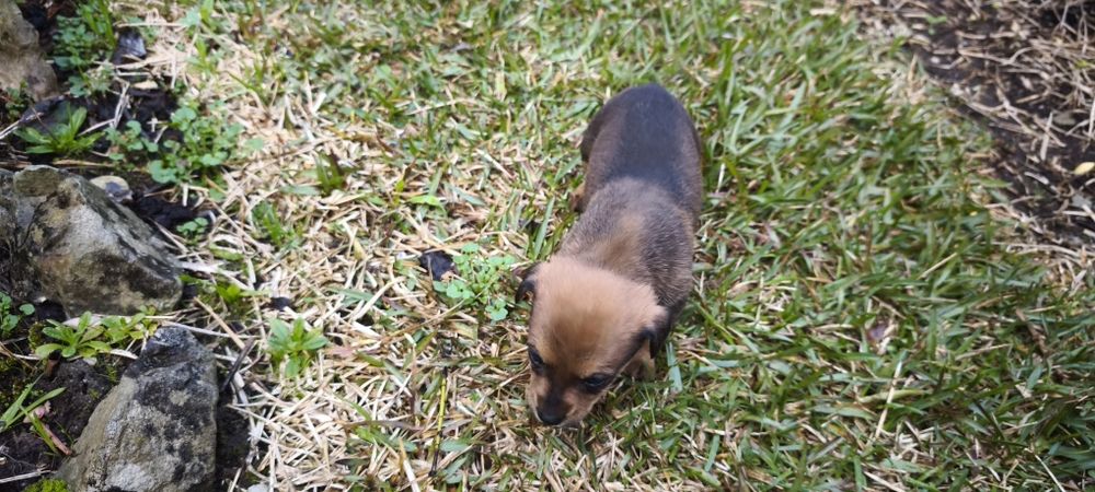 Pinscher pincher miniatura criado em ambiente fami
