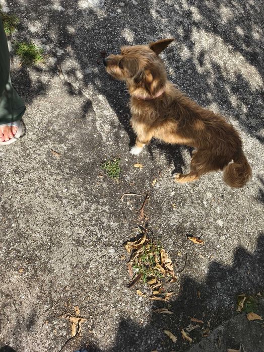 Para adoção responsável e amor por animais