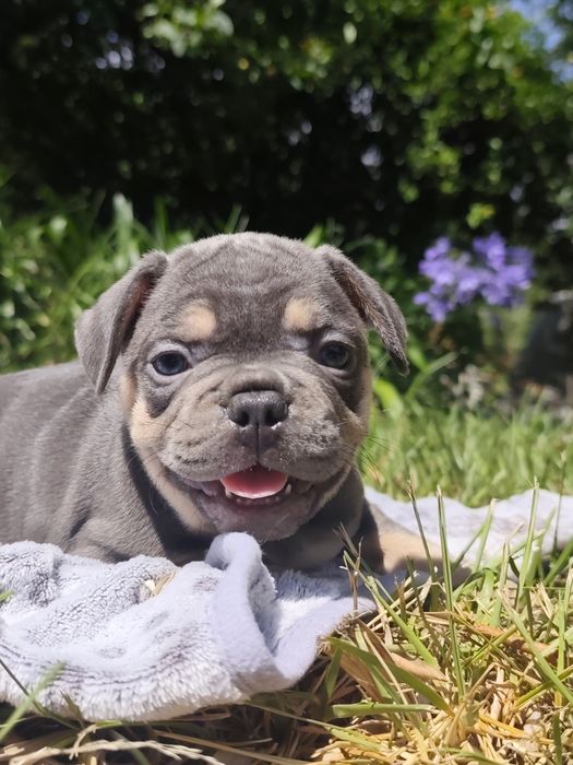 Bulldog blue tan