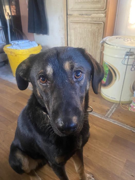 LEO - 1,5 roczny szuka domu!