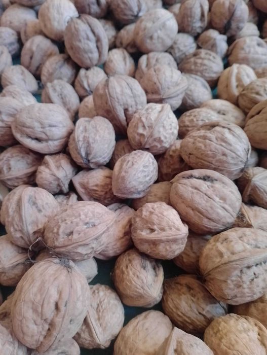 Orzechy włoskie w łupinie lub bez