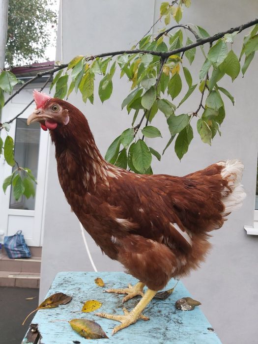 Курочка породи Ломан Браун" 4,5 месяцев